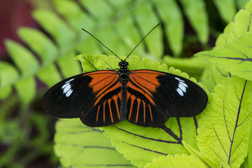 Butterfly 2015-6 / Butterfly captured on green leaf.