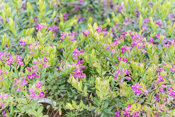 Obraz premium Bushes with green and purple flowers