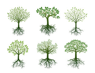 Shape of Trees, Roots and Leafs. Vector Illustration.