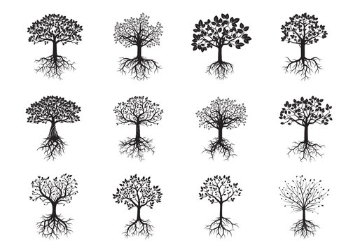 Set of Black Trees and Roots. Vector Illustration.