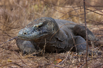Komodo Dragon Waking Up