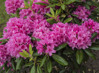 blooming purple rhododendron after the rain