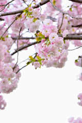 Double cherry blossoms
