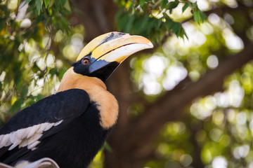 Great hornbill, Great indian hornbill, Great pied hornbill in rainforest