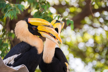Great hornbill, Great indian hornbill, Great pied hornbill in rainforest