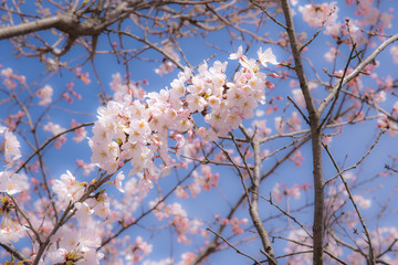 Japanese Spring represent with a cherry blossom or “Sakura” in the morning clear sky.