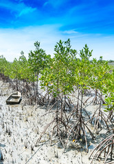 Mangrove Forest with blue sky in Thailand