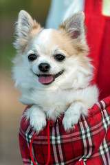 chihuahua dog  ready for travel in red bag close-up in evening sunlight
