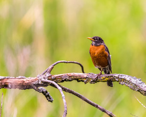 Photo of American robin bird