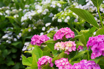 Pink hydrangea of a sunny day