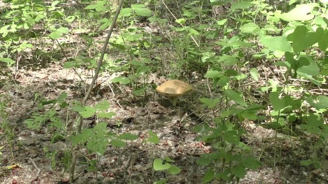 Mushroom brown cap boletus in the forest