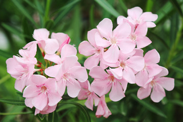 pink flower in Thailand