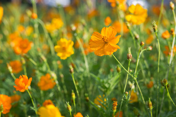 Obraz na płótnie Canvas Cluster of orange and yellow cosmos flowers in the sun after a fresh rain