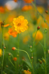 Yellow cosmos (Asteraceae) flower, close up with tiny fresh rain drops on delicate petals