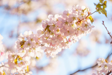 pink blossoms of Sargent's cherry