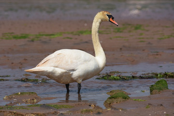 Mute Swan - bird preying on the rocks at low tide the sea.