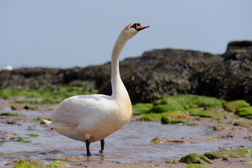 Mute Swan - bird preying on the rocks at low tide the sea.
