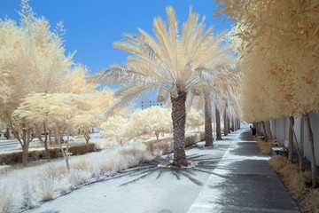 Infrared image of trees and shrubs in false color
