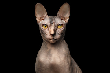 Closeup Portrait of Grumpy Sphynx Cat with Yellow eyes Front view Isolated on Black Background