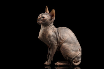 Obraz premium Gorgeous Sphynx Cat Sitting Curious Looks Isolated on Black Background, side view