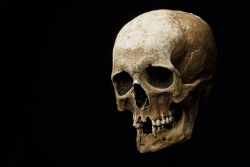 Skull model set on isolated black background. Art - design gloomy atmosphere