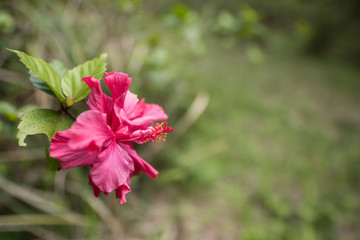 Flower, hibiscus, chinar.