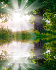 Tree in the meadow in the mist with sunlight reflected on the River.