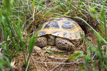 wild turtle in steppe in Kazakhstan, Malaysary
