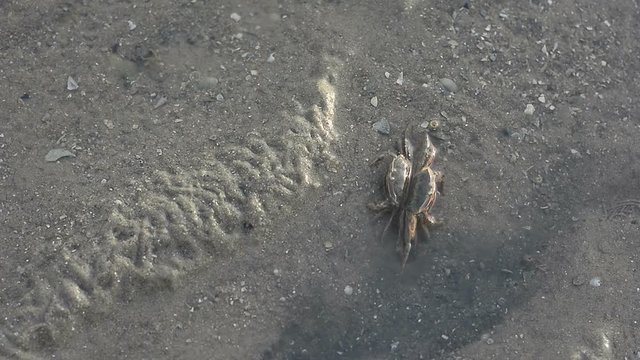 life of crabs mating or fight in mangroves at The lower water level