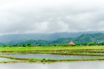 Fototapeta premium Agricultural landscape and mountains with fog after rain,Rain mist floating on the mountain the nature of green season in Thailand