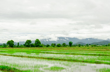 Fototapeta na wymiar Agricultural landscape and mountains with fog after rain,Rain mist floating on the mountain the nature of green season in Thailand