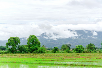 Agricultural landscape and mountains with fog after rain,Rain mist floating on the mountain the nature of green season in Thailand