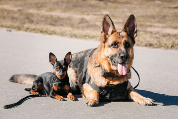German Sheepdog And Miniature Pinscher Pincher Sitting Together 