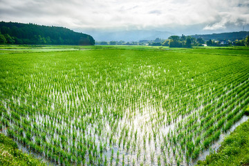 日本の水田