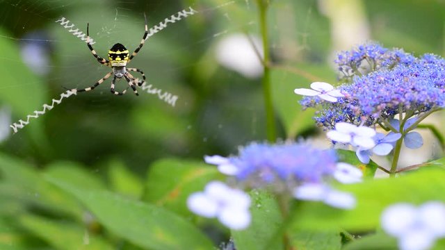 蜘蛛の巣と紫陽花