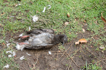 dead bird on the ground
