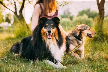 Two Dogs Sitting Next To Woman In Grass. One Of Dogs - A Collie 