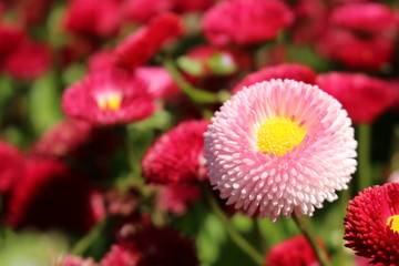 One unique pink "English Daisy" (or Tasso Pink, Bellis Perennis Pomponette) among many dark red daisies. Standing out from crowd, individuality, leadership, uniqueness, think different concept.