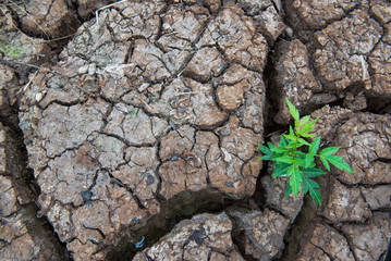 Living with Drought, Reborn tree, cracked ground