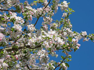 Apfelblüten, Apfelbaum, Malus