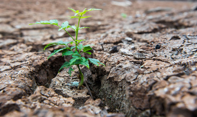 Living with Drought, Reborn tree, cracked ground