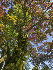 Obraz premium Under the colorful tree, Unter dem bunten Blätterdach