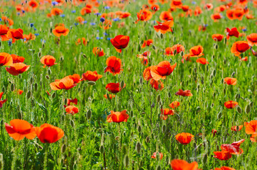 Fototapeta premium Red poppy flowers blooming in the green grass field, floral natural spring background, can be used as image for remembrance and reconciliation day