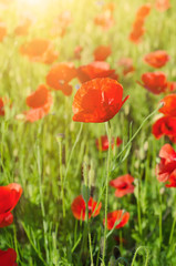Red poppy flowers blooming in the green grass field, floral sunny natural spring background, can be used as image for remembrance and reconciliation day