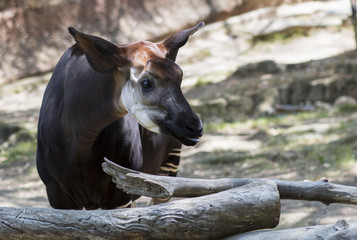 Portrait of an Okapi from the family of Giraffe. A rare animal similar to a horse and a Zebra. 