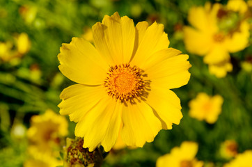 Obraz premium Daisy flowers