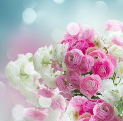 Pink and white ranunculus flowers