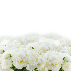 White peony flowers