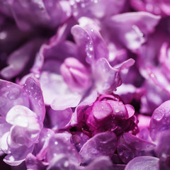 Macro image of spring soft violet  lilac flowers with water drops, natural seasonal floral background. Can be used as holiday card with copy space.