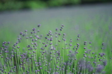 잉글리쉬라벤더